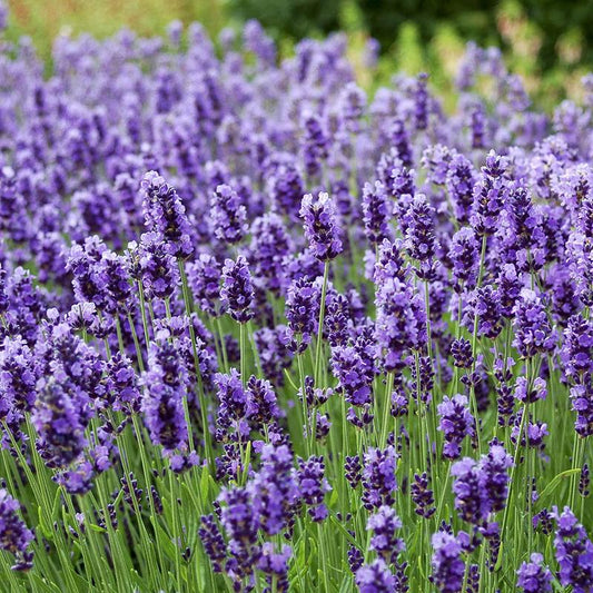 Pedi Exfoliante de Lavanda